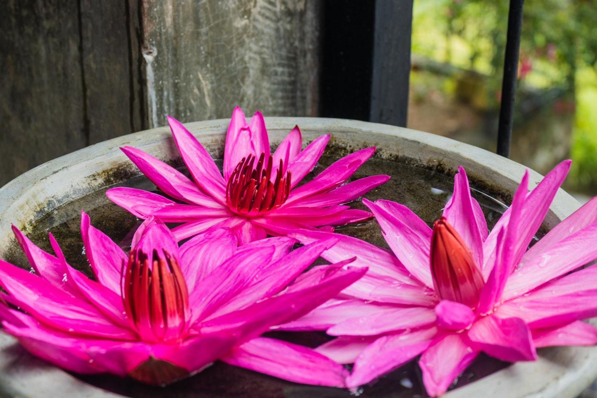 Kandy Victoria Eco Resort Екстериор снимка